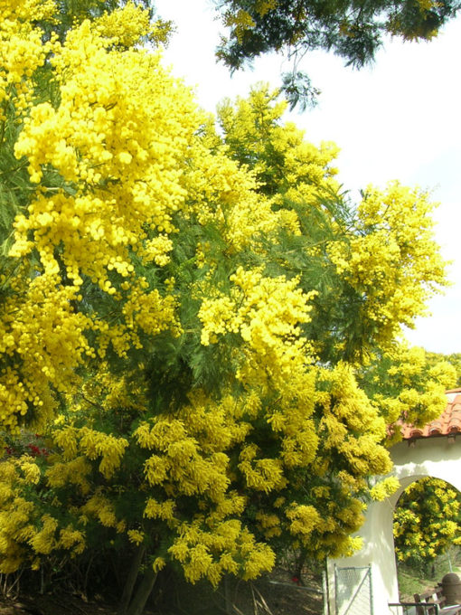 Sydney Gold Acacia Tree (acacia decurrens) – Urban Xeriscape