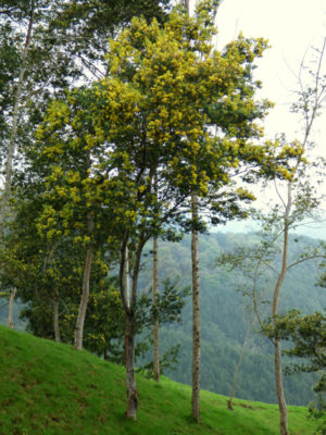 Alternative view of Sydney Gold Acacia Tree (acacia decurrens)