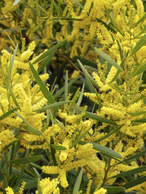 Alternative view of Queensland Long-leaf Acacia Shrub (acacia longifolia sophorae)
