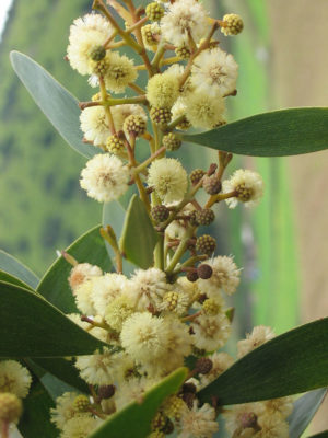 Alternative view of Flowering Australian Blackwood Tree (acacia melanoxylon)