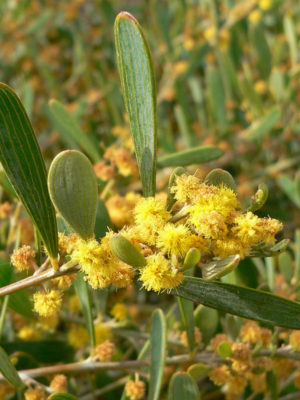 Alternative view of Low Desert Shag Shrub (acacia redolens)