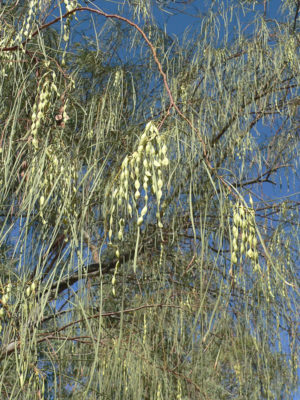 Alternative view of Weeping Shoestring Tree (acacia stenophylla)