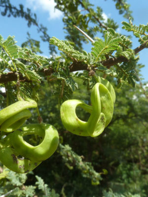 Alternative view of Desert Umbrella Acacia Tree (acacia tortilis)