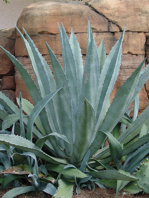 agave good for you