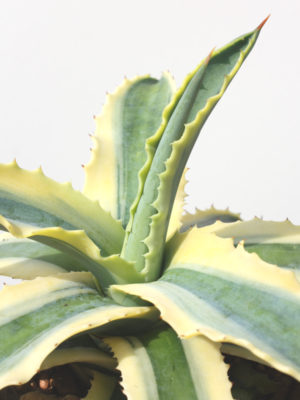 Alternative view of Lg. Petite Variegated Century Plant Agave Plant (agave cornelius baja)