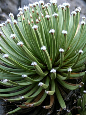 XL Tip Tufts Agave (agave albopilosi)