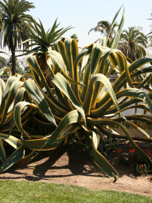 Alternative view of XL Yellow Serpent Century Agave Plant (agave americana marginata)