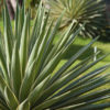 Lg. Candy Stripe Agave Plant (agave angustifolia marginata)