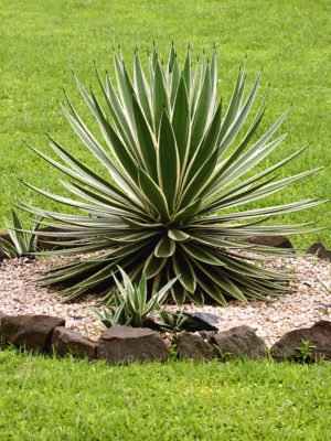 Alternative view of XL Candy Stripe Agave Plant (agave angustifolia marginata)