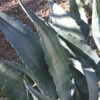 XL Striata Las Vegas Silver Agave Plant (agave americana sp)