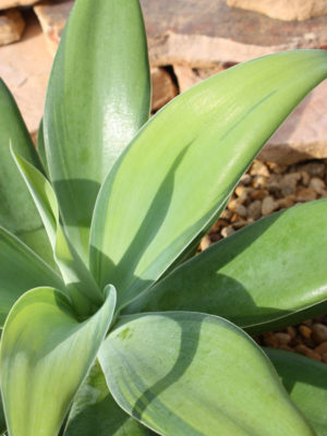 Alternative view of Lg. Karas Stripes Fox Tail Agave (agave attenuata)