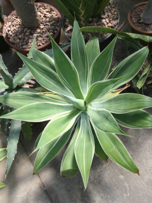XL Foxtail Agave Albo Marginata (agave attenuata sp)