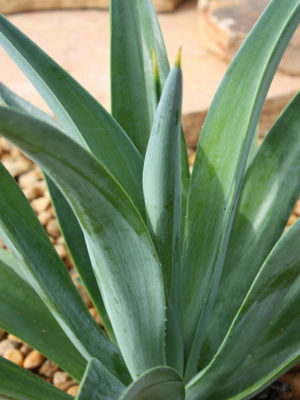 Alternative view of Lg. Spineless Jade Agave Plant (agave desmentiana)