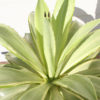 XL Pale Joe Ghost Soft Leaf Agave Plant (agave desmentiana)
