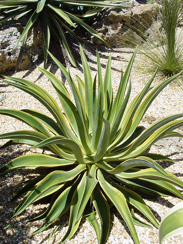 Lg Spineless Variegated Soft Leaf Agave Plant Agave Desmentiana Urban Xeriscape,Virginia Sweetspire Little Henry