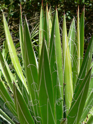 Alternative view of XL Thread-leaf Maguey Agave (agave filifera)