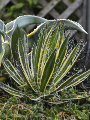 Alternative view of Lg. Showy Queen Thread-leaf Agave (agave filifera schidigera)