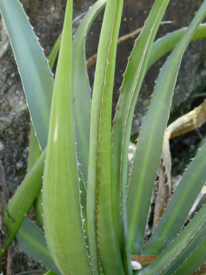 Alternative view of Lg. Fatal Attraction Agave (agave funkiana)