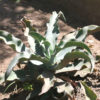 Lg. Blue Wave Ruffled Leaf Agave Plant (agave gypsophila)