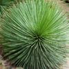 Lg. Porcupine Agave Plant (agave geminiflora)