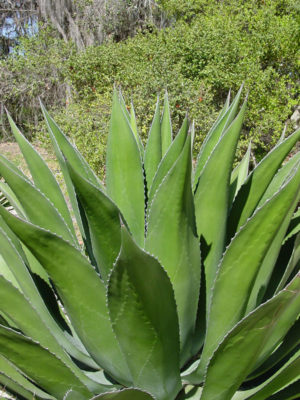 Alternative view of XL Green Goblet Agave (agave salmiana ferox)