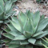 Lg. Rosette Agave Plant (agave guiengola)