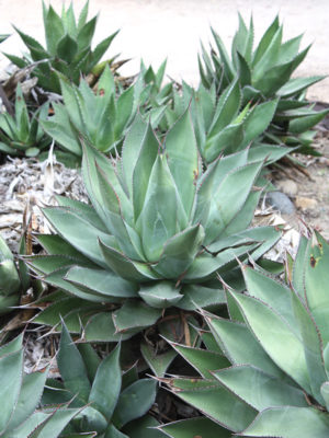 Alternative view of Lg. Rosette Agave Plant (agave guiengola)