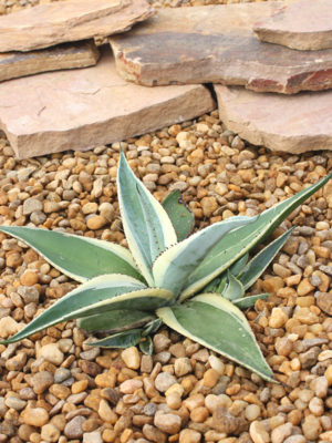 Alternative view of Lg. Creme Brulee Rosette Agave Plant (agave guiengola)