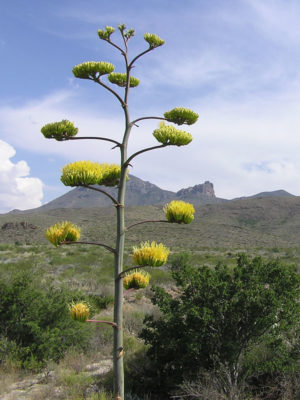 Alternative view of Lg. Silver Havard Agave (agave havardiana)
