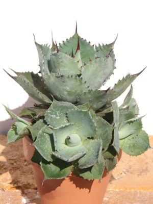 Alternative view of Lg. Confederate Rose Agave Plant (agave kichijokan)