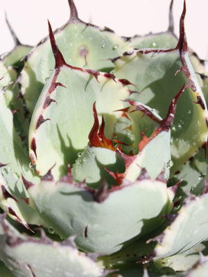 Alternative view of Lg. Varigated Kissho Kan Agave Plant (agave potatorum varigata)