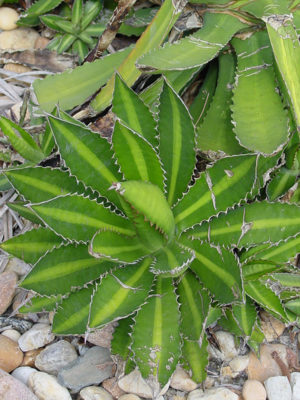 Alternative view of XL Rio Grande Agave Plant (agave lophantha)