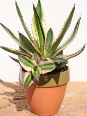 Alternative view of XL Quadricolor Rio Grande Agave Plant (agave lophantha)