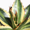 XL Quadricolor Rio Grande Agave Plant (agave lophantha)