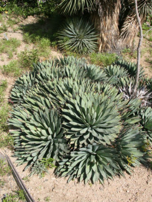 Alternative view of Lg. Blue, Black-spined Agave Plant (agave macroacantha)