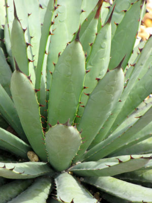 Alternative view of Blue, Black-spined Agave (agave macroacantha)