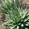 Blue, Black-spined Agave (agave macroacantha)
