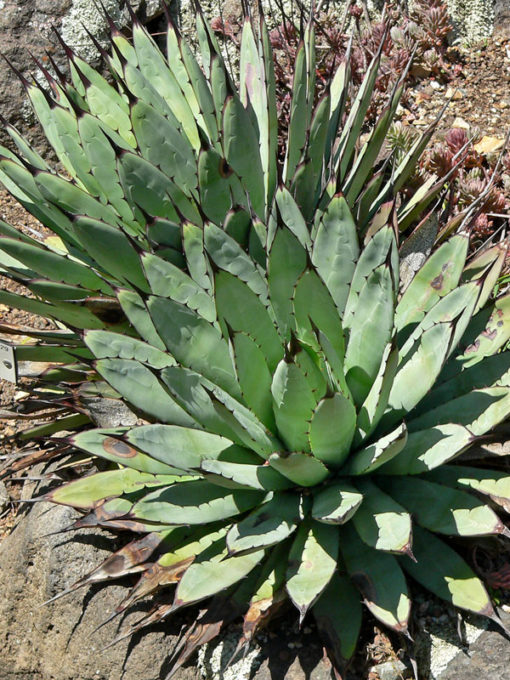 Blue, Black-spined Agave (agave macroacantha) – Urban Xeriscape
