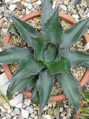 Lg. Mountain Rosette Agave (agave montana)