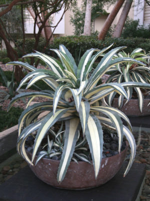 Alternative view of Lg. Cream Striped Tuxedo Agave (agave americana mediopicta alba)