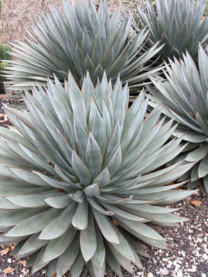 Alternative view of Blue Glow Agave (agave attenuata x ocahui)