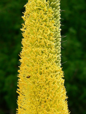 Alternative view of Symmetrical Sonoran Desert Agave (agave ocahui)