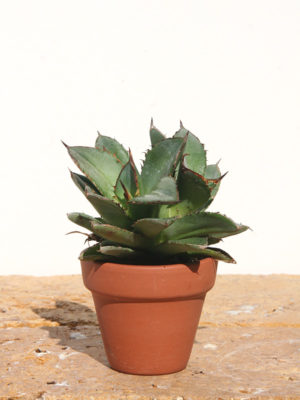 Alternative view of Lg. Dwarf Blue Crested Agave Plant (agave parrasana)