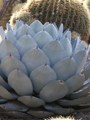 Alternative view of Rosette Blue-gray Agave (agave parryi)
