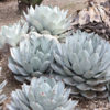 XL Symmetrical Parryi Blue Agave Plant (agave parryi)