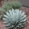 Lg. Silver Desert Rose Agave (agave parryi couesii)