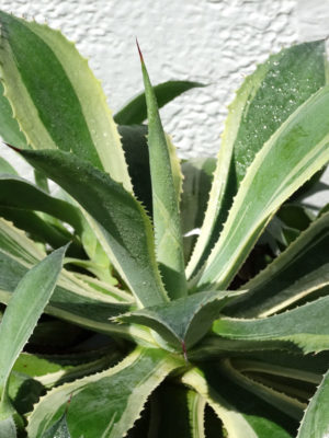 Alternative view of Lg. Japanese Cultivar Potatorum Agave Plant (agave potatorum variegata)