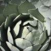 Huachuca Mountain Agave (agave p. huachucensis)