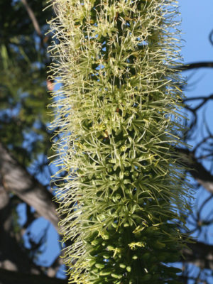 Alternative view of XL Blue Flame Agave (agave shawii x attenuata)