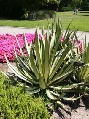 Alternative view of Lg. Silver Dagger Agave Plant (agave sisalana variegata)